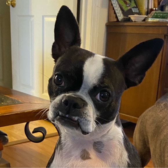 Meet your Posher, Daeka - Picture 4 of 8